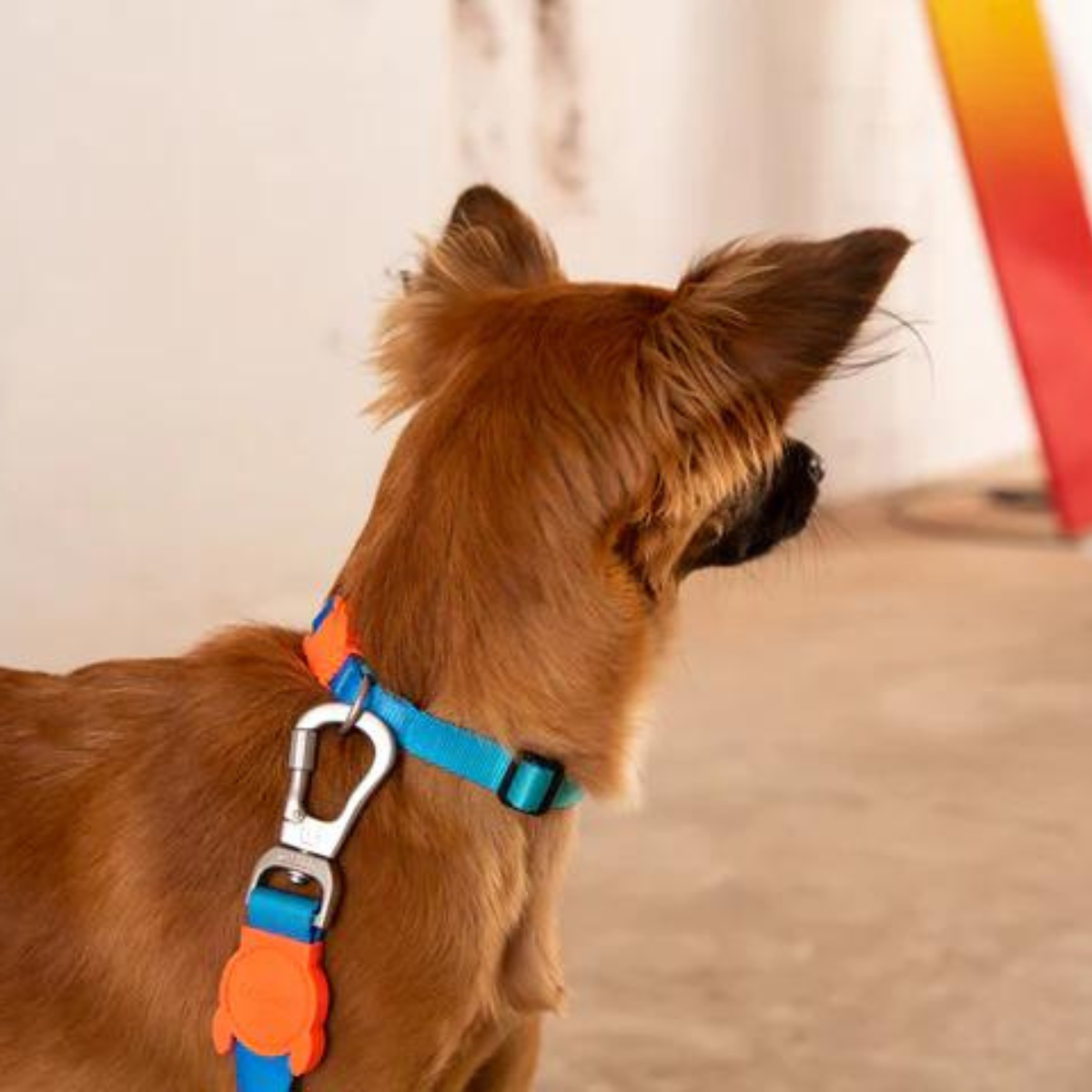 Dog Ruff Leash Tide
