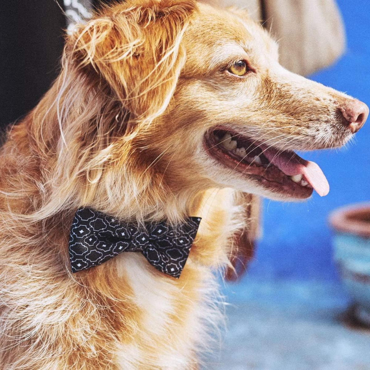 Dog Bowtie Mahleb