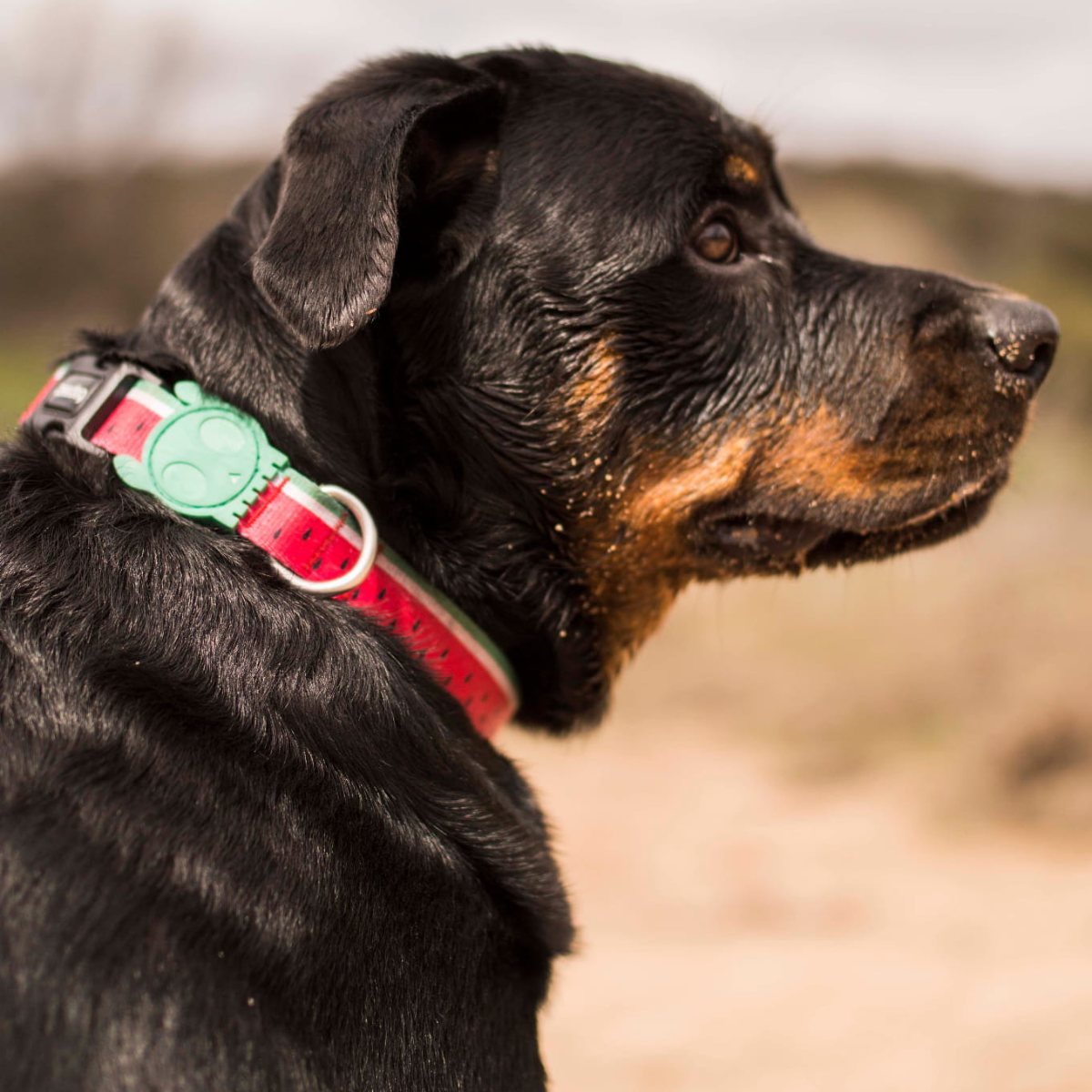Dog Collar Lola