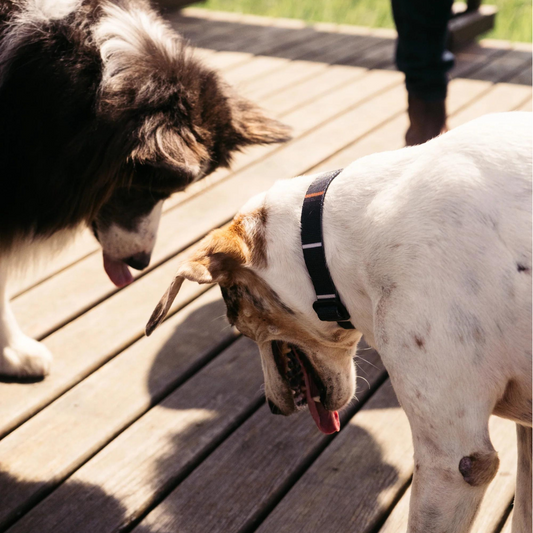 Dog Collar Patagonia
