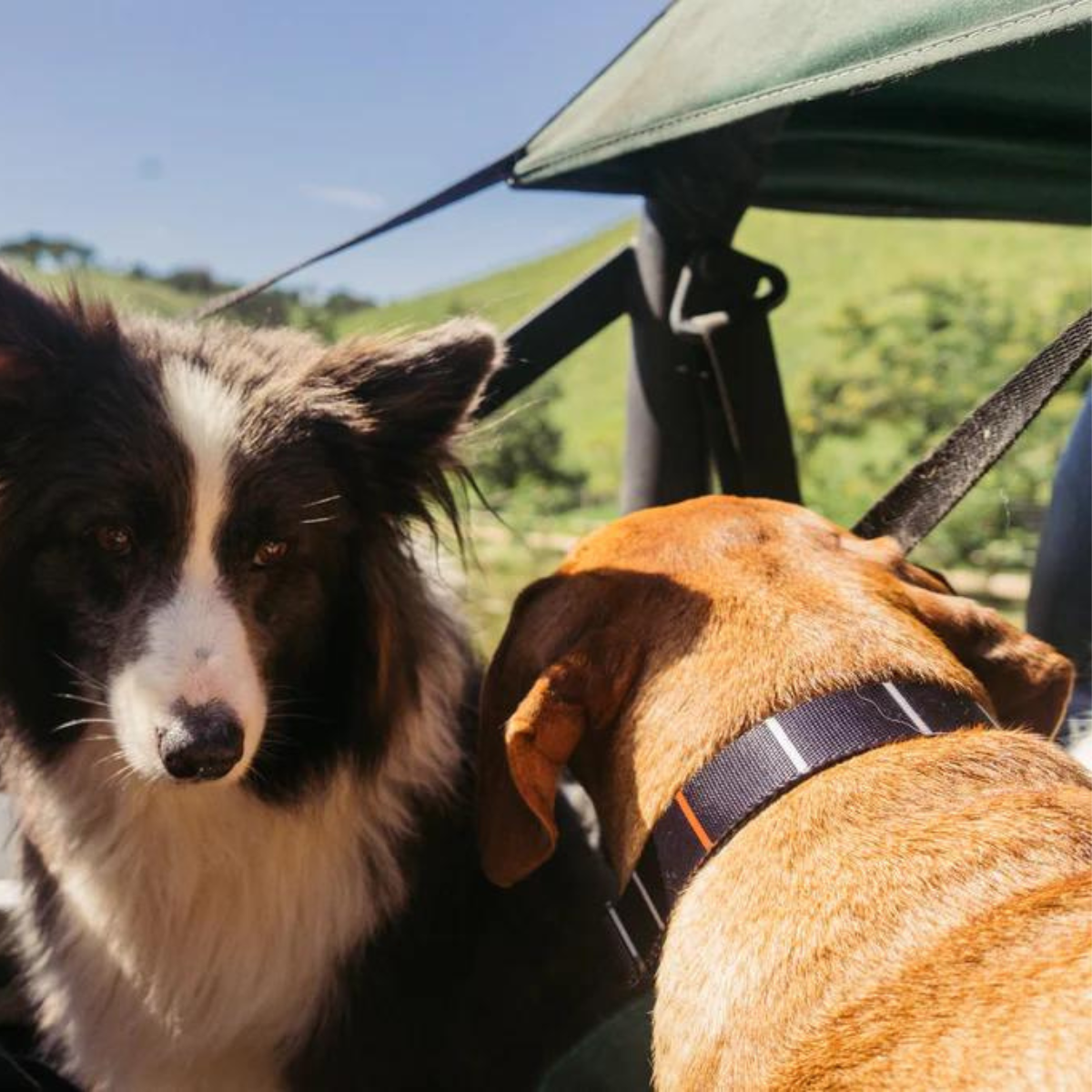 Dog Collar Patagonia