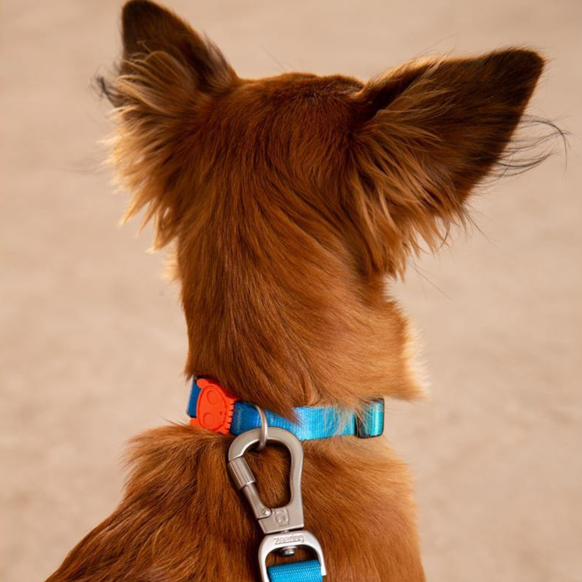 Dog Collar Tide